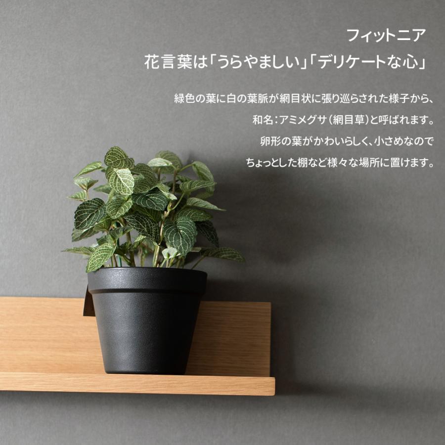 フェイクグリーン ミニ 鉢植 観葉植物 人工 造花 インテリアグリーン 卓上 置物 フィットニア ポット Fgrfmbb710 カーテン レールのインテリアデポ 通販 Yahoo ショッピング