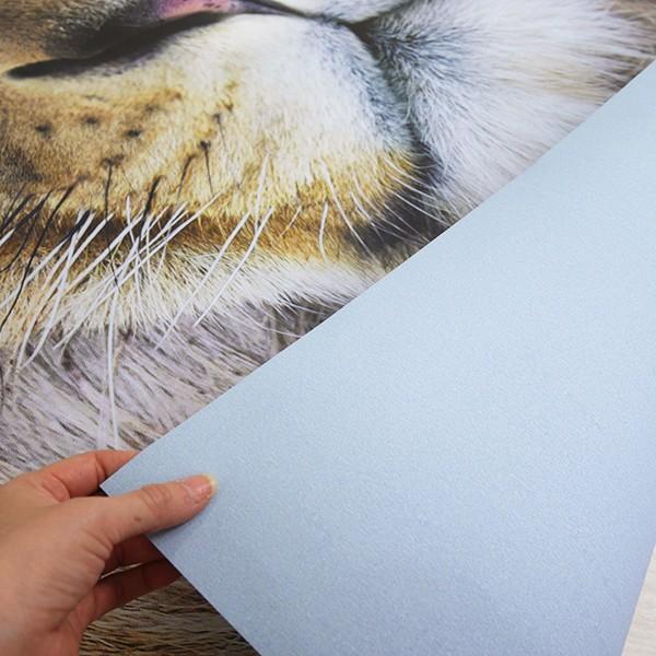 年末のプロモーション特価 輸入壁紙 クロス Diy 自分で 張り替え 動物の写真 おしゃれ 壁紙 Lion Csz 紙製 1 619 ライオン 壁紙 品番 Kger029 Www Diamants Plus Fr
