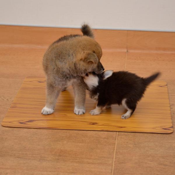 クールアルミプレート 木調 M 40cm 30cm ペット 暑さ対策 ひんやりマット クールマット ひんやり シート インテリアパレットヤフー店 通販 Yahoo ショッピング