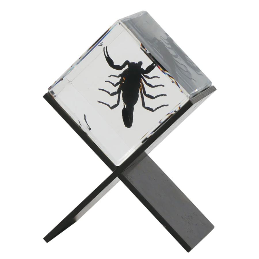 昆虫標本 クリスタルガラス 昆虫標本の作成 クリスタルレジンは時を止める魔法｜Noriaki