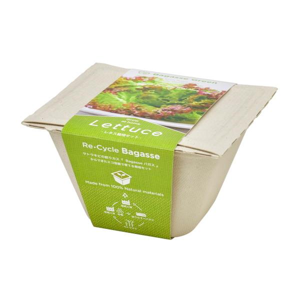 聖新陶芸 バガスグリーン レタス 93232 |  | 01