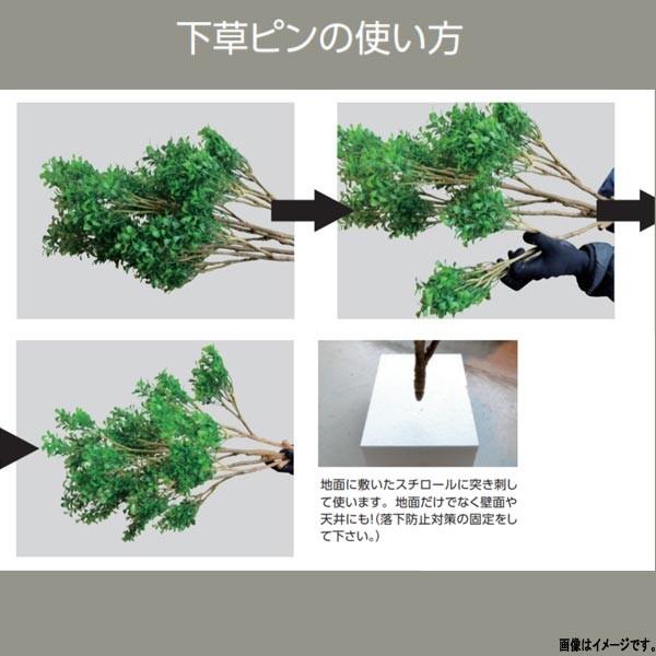 下草 シダ植物の商品一覧 通販 Yahoo ショッピング