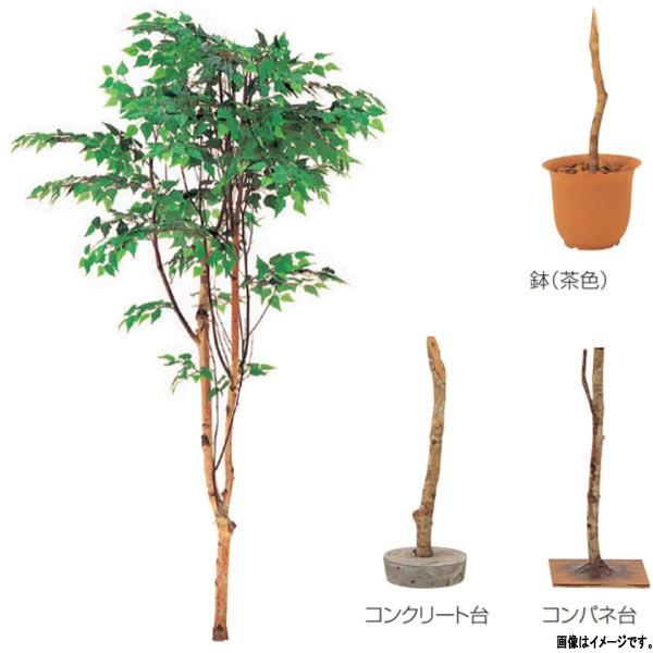 グローベン 人工植物 樹木・屋内用 白樺（1本立） A70NS865 H1500mm