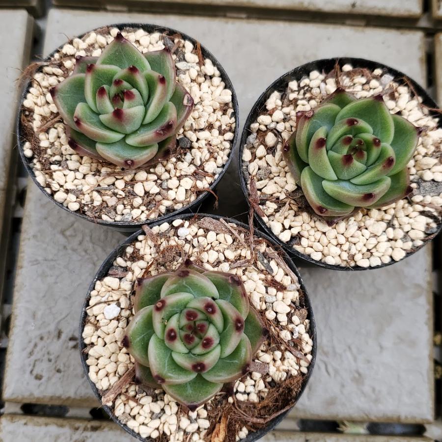 ブルードラゴン 小苗 可愛い 多肉植物 カット苗 Ek413 1 買い取り