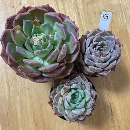 3点セット ぷくぷく 可愛い 多肉 訳あり カット苗 寄せ植え お得セット 多肉植物 アルバビューティ アメイジンググレイス クレバー Ek 0406 125 半額品