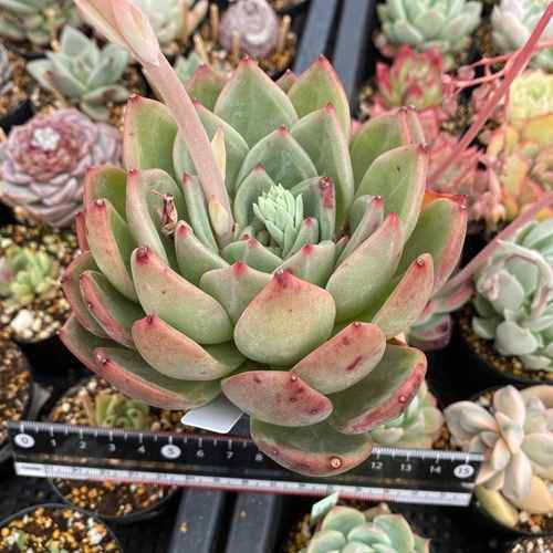 ピンクシャンペーン 大サイズ 可愛い 多肉植物 カット苗 Ek0413 1 0413 1 Intimos 通販 Yahoo ショッピング