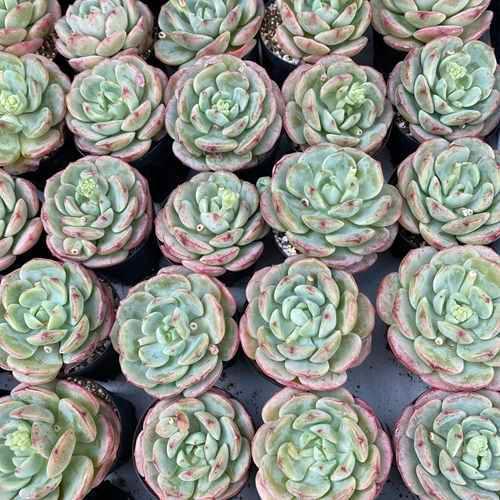 バニラビズ 可愛い 多肉植物 カット苗 Ek413 Vanilla 0413 Vanilla Intimos 通販 Yahoo ショッピング