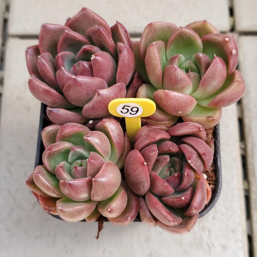 カリスト 4点セット お任せセット 寄せ植え 訳あり品 可愛い カット苗 