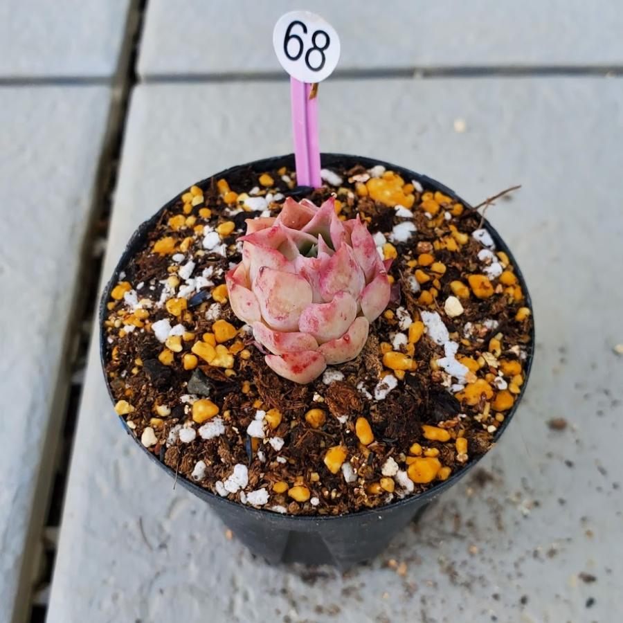 ヒアリナラパス 小苗 小さい 可愛い 訳あり 多肉植物 0607 68 0607 68 Intimos 通販 Yahoo ショッピング