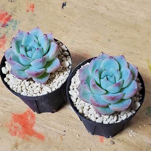 2点セット ピンククリスタルローズ カット苗 多肉植物 Ek 04 Pcristal Ek 04 Pcristal Intimos 通販 Yahoo ショッピング