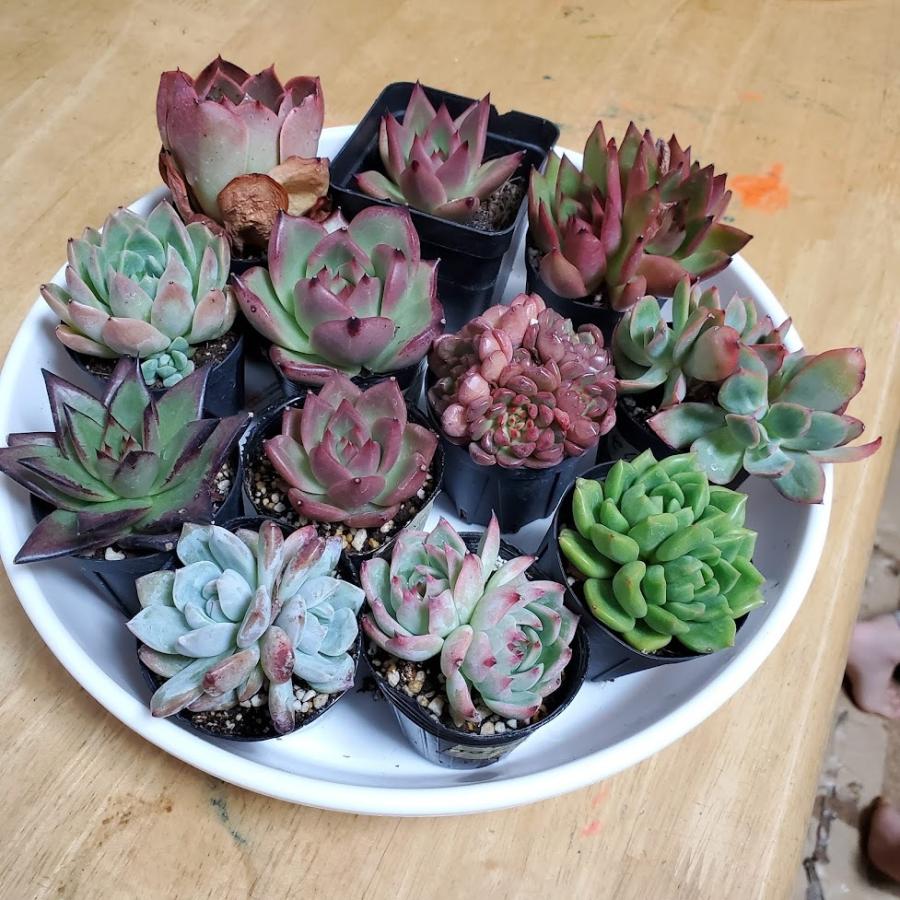 お得セット １０点セット 品種お任せ 抜き苗 カット苗 エケベリア 多肉植物 Wantannas Go Id