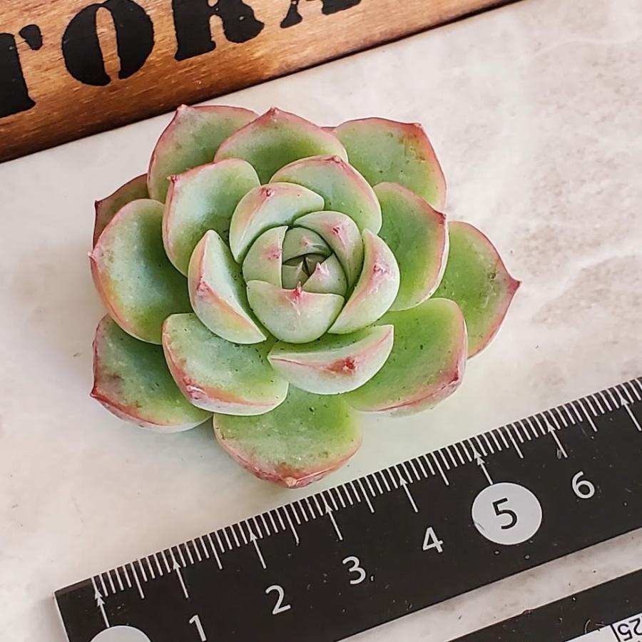 ピンククリスタルローズ カット苗 多肉植物 Ek Pinkcristal Pinkcristal Intimos 通販 Yahoo ショッピング