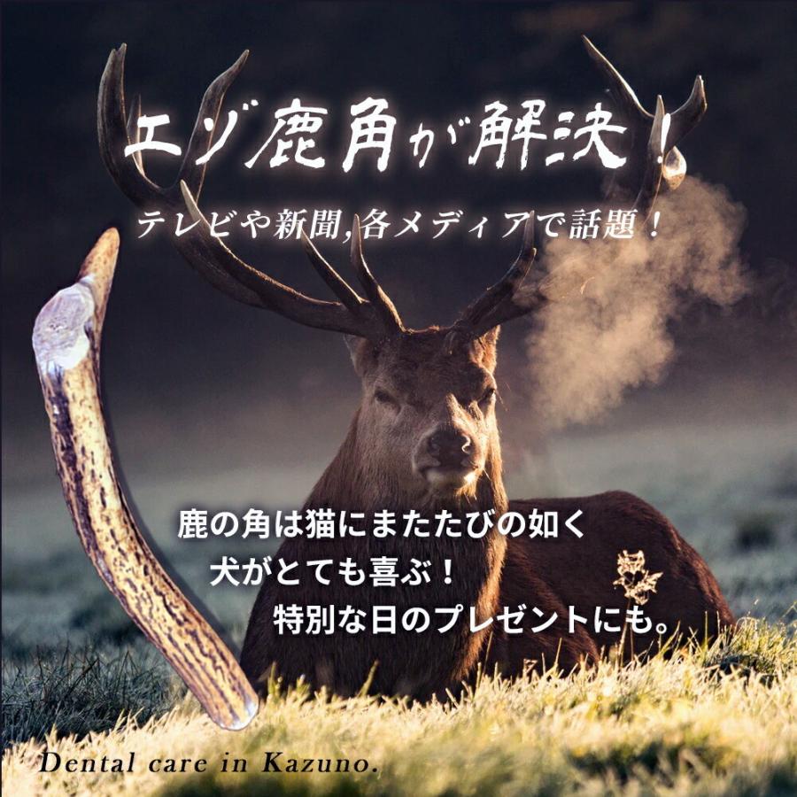 日本鹿角特大サイズニホンジカツノ