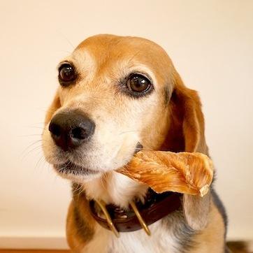 犬 おやつ 無添加 国産  ささみ ヘルシー ペット 鶏ささみ姿干し 5本（ありたどり） |  | 04