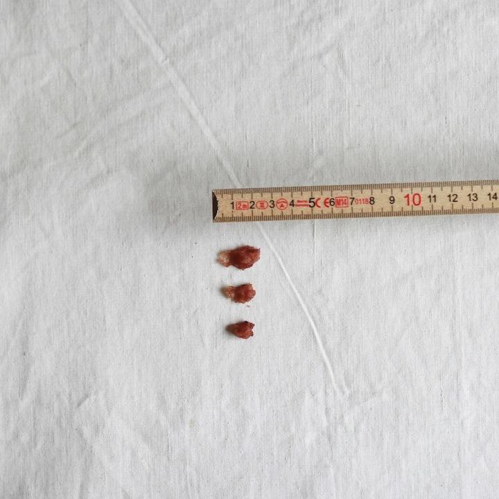 犬　おやつ　無添加　国産　ヒアルロン酸とさかクランチ 20g　小型犬　ヒアルロン酸 |  | 01