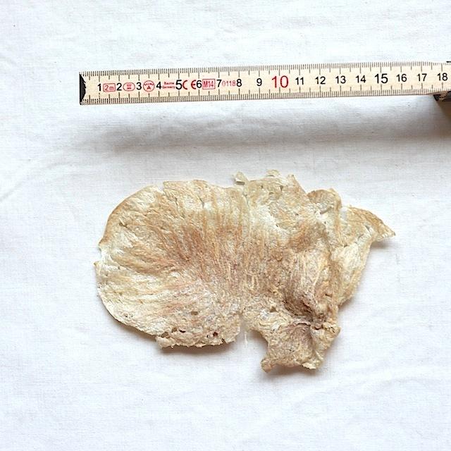 犬 おやつ 無添加 国産 合鴨せんべい 40g 幼犬 シニア犬 低アレルギー 犬の一日 |  | 01