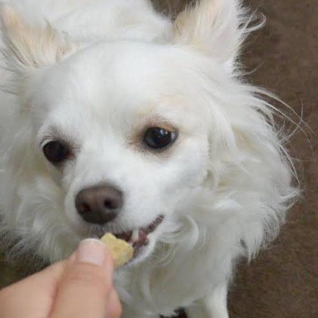 犬　おやつ　魚　無添加　国産　ヨシキリ鮫ブロック 30g |  | 01