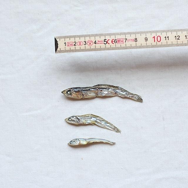 犬　おやつ　煮干し　無添加　国産　九州産・無塩いりこ煮干し 40g |  | 02