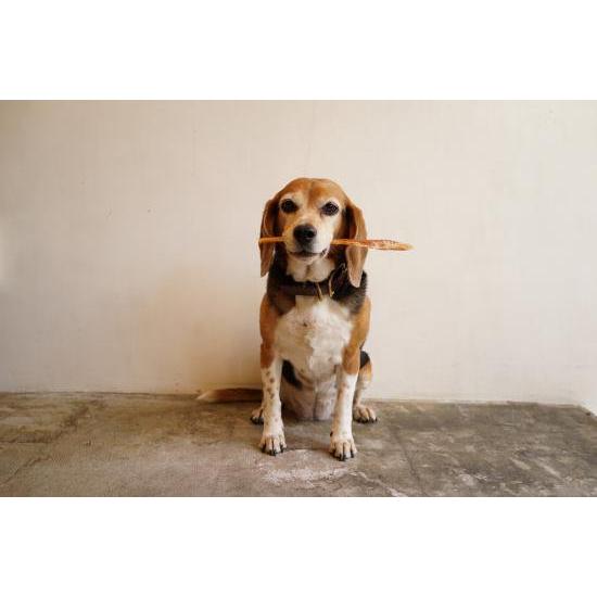 犬 おやつ 無添加 ガム アキレス 馬アキレスミドル（南米）50g |  | 04