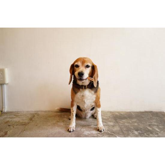 犬 おやつ ガム 無添加 馬アキレスショート 30g |  | 04