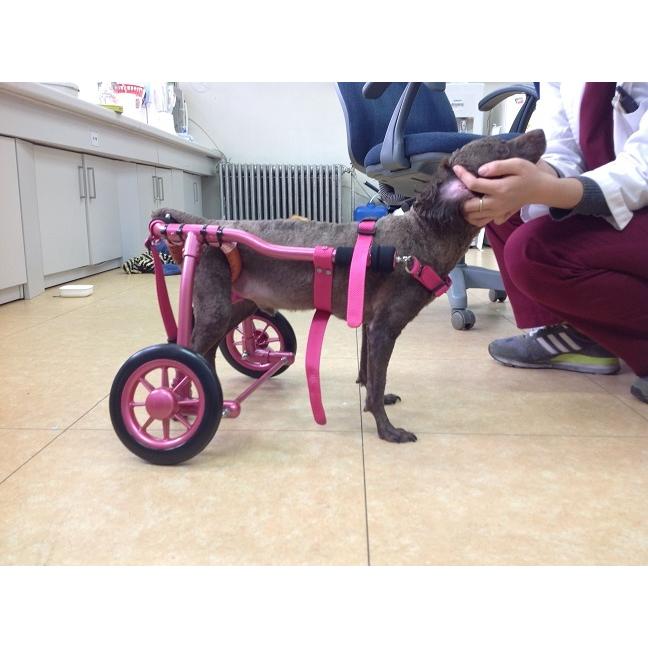 オーダーメイド小型犬用車椅子 : 犬車椅子桜花 - 通販 - Yahoo