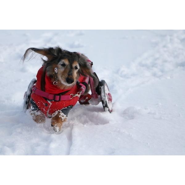 オーダーメイド小型犬用車椅子 : 犬車椅子桜花 - 通販 - Yahoo