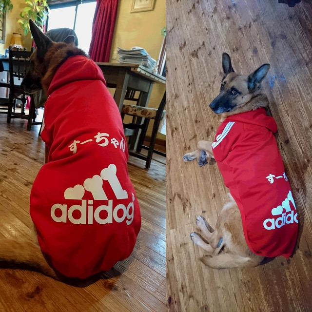 売り切り （ 名前入れ ） 犬 服 小型犬 パーカー アディドッグ