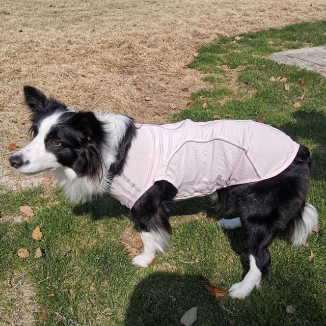 犬服 スリムフィット ジャージ 中型犬 大型犬用 ジッパー メッシュ ノースリーブ 大型犬 散歩 反射 日焼け止め 部屋着 春 夏 柴犬 ラブラドール ゴールデン バー Idwt Ch150m 犬屋 Yahoo 店 通販 Yahoo ショッピング