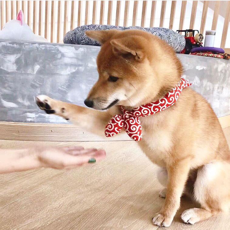 泥棒さん首巻き 細いタイプ Ch 唐草模様 唐草レッド 犬 猫 柴犬 小型犬 中型犬 和 アクセサリー からくさ バンダナ 豆しば 首輪 おしゃれ 可愛い Ob Ch01 犬屋 Yahoo 店 通販 Yahoo ショッピング