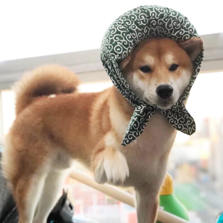 あすつく 泥棒さん首巻き 極太 Ch 唐草模様 唐草レッド クッション 犬 猫 柴犬 小型犬 中型犬 和 アクセサリー バンダナ 首輪 おしゃれ 可愛い 風呂敷 Ob Ch02 犬屋 Yahoo 店 通販 Yahoo ショッピング