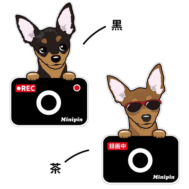 ミニピン ミニチュアピンシャー ステッカー カメラドッグ 犬 犬屋 いぬや ドライブレコーダー 可愛い かわいい 車用 ドラレコ あおり運転 防止 窓 録画 おでかけ St Kd22 犬屋 Yahoo 店 通販 Yahoo ショッピング