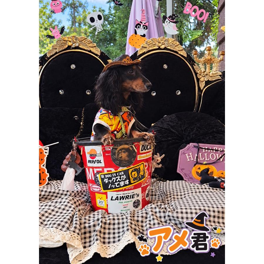 ステッカー （ 犬 ノッてます 長方形 ）イエロー 可愛い かわいい カー