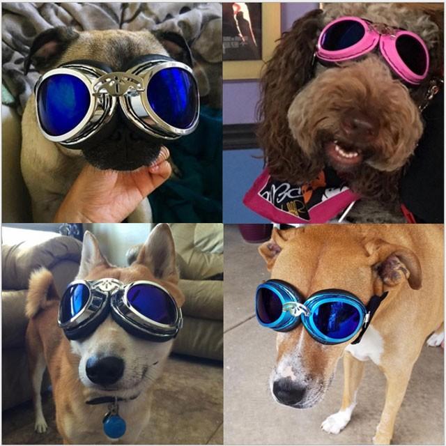 犬 Pet Leso UVカット ゴーグル 本体：シルバー レンズ：ブルー