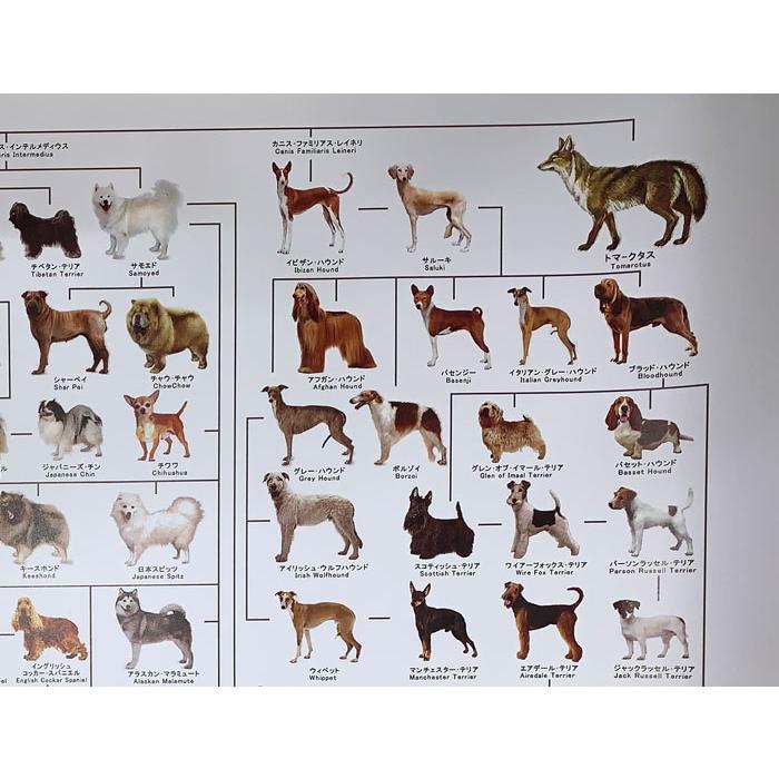 犬の系統図 ドッグジェネレーション ポスター A1サイズ Vol 3 改定版 犬屋 グッズ いぬさぷり Zp 001 犬屋 Yahoo 店 通販 Yahoo ショッピング