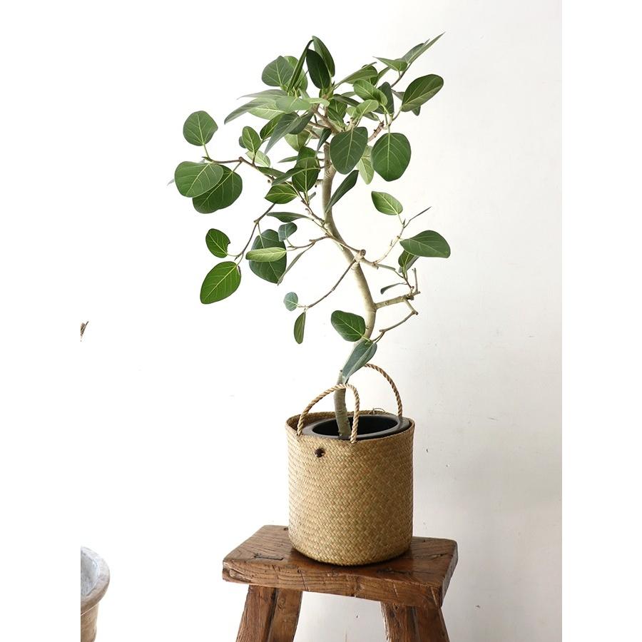 かごバッグ タイ製　ナチュラルカラー　カチュー水草　二重のラウンドバスケット 中　Basket Asian straw basket, Thailand | ブランド登録なし | 07