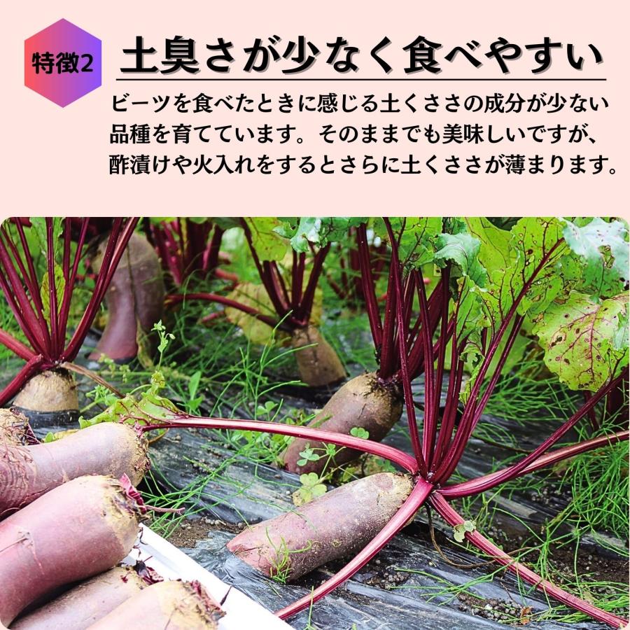 訳あり 北海道産 ビーツ 野菜 10kg fresh beetroot 生ビーツ野菜