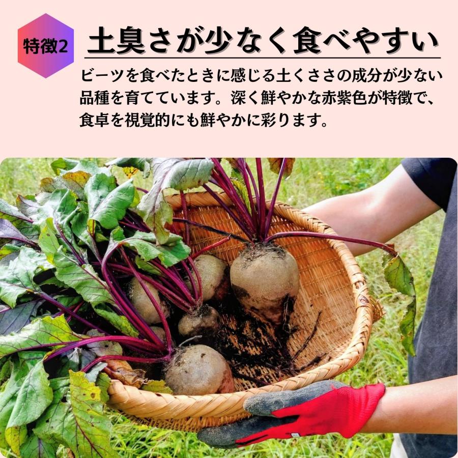 北海道産 ビーツ 野菜 10kg fresh beetroot 生ビーツ野菜 ビートルート