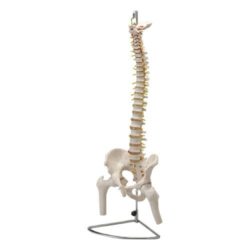 12544円 最大83％オフ！ 12544円 レビューで送料無料 人体模型 大腿骨付脊髄帯神経整体模型 脊柱可動タイプ