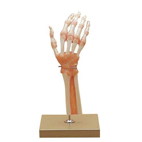 手関節機能模型(SR-308) ドイツ・ソムソ社製 : 10007803 : 豊富な品揃  