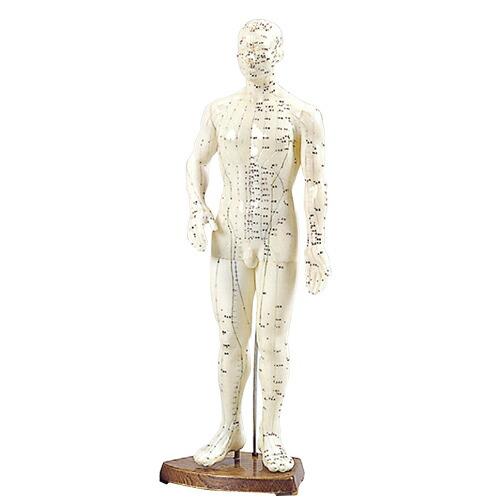 人体模型 サンポー エスキュア(S+CURE) 経穴人形(経穴模型) 男性(大
