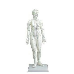 ラスト1！【WHO基準経穴人形模型】女性版　針付き★￥8000→￥7000 人体模型 サンポー エスキュア(S+CURE) 経穴人形(経穴模型) 女性(大