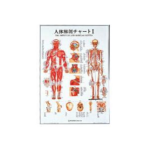 人体解剖チャートI(SR-111)｜ippo0709