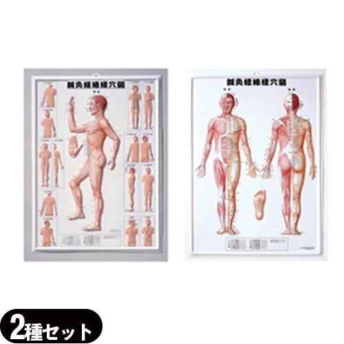 3D鍼灸経絡経穴図 (鍼灸経絡経穴図) 2枚セット (SR-412A)