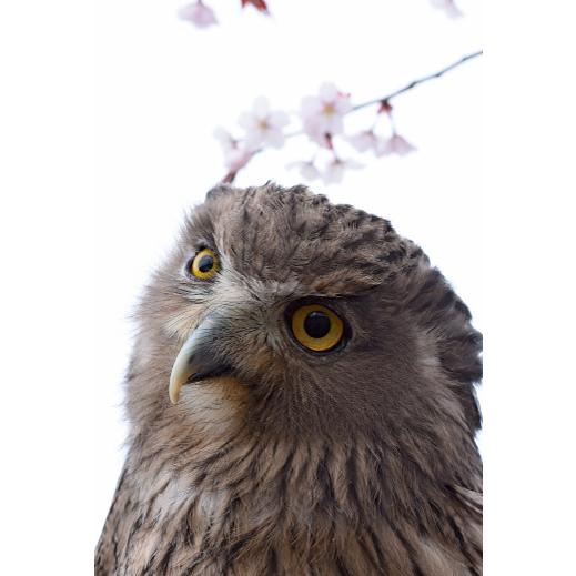 【全5種】ちび 親善大使 シマフクロウ 島梟 はがき ポストカード 動物 鳥 猛禽類 猛禽｜irbj-shop｜06