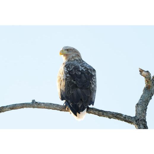 猛禽類 ポストカード オジロワシ 尾白鷲 はがき 高品質 オリジナル 動物 鳥 野鳥 野生 28 猛禽類医学研究所 Yahoo 店 通販 Yahoo ショッピング