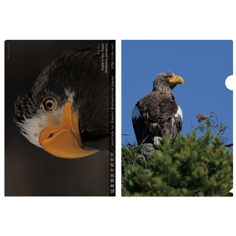 クリアファイル オオワシ 大鷲 野生 野鳥 鳥 動物 猛禽類 高品質 オリジナル 33 猛禽類医学研究所 Yahoo 店 通販 Yahoo ショッピング