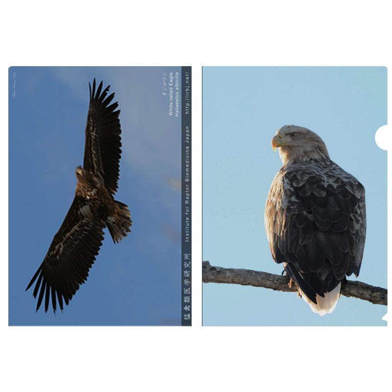 クリアファイル A4 オジロワシ 野生 野鳥 鳥 動物 猛禽類 高品質