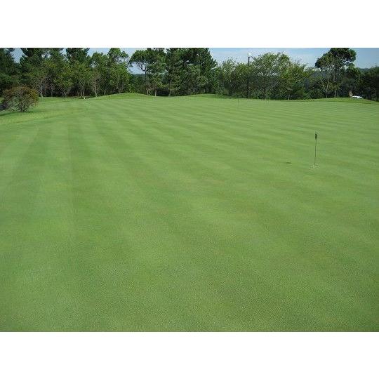 芝生の種・最高級ベントグラス 007 ダブルオーセブン 2Kg(芝) |  | 02