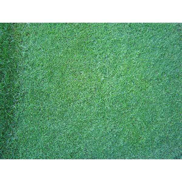 芝生の種・最高級ベントグラス 007 ダブルオーセブン 3Kg(芝) |  | 01