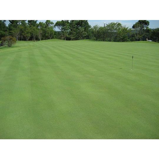 芝生の種・最高級ベントグラス 007 ダブルオーセブン 3Kg(芝) |  | 02